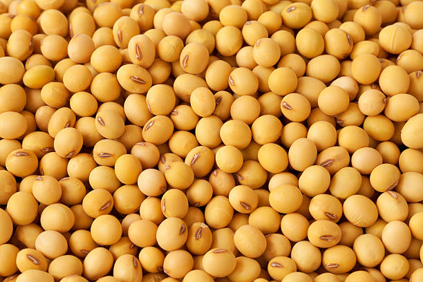 Soya Beans: The Unseen Catalyst for Ghana’s Economic Transformation