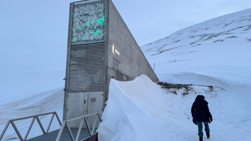 CIFOR-ICRAF surpasses one million seeds in historic Svalbard Vault deposit